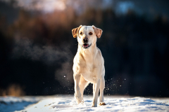 IMG_20210119_204343_265