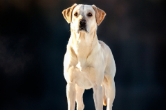 IMG_20210125_213240_387