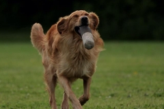 11227593_10153402908405568_710342850701896539_n