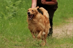 11695987_10153402906450568_3729147836309531475_n