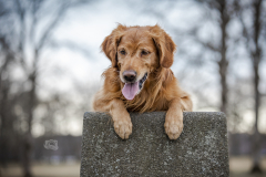 998A6993-vannmeerket