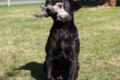 Grelines Polly Link Poteplassen