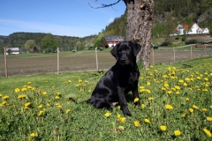 Grelines Polly Link Poteplassen