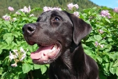 Grelines Polly Link Poteplassen