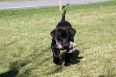 Grelines Polly Link Poteplassen