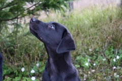 Grelines Polly Link Poteplassen