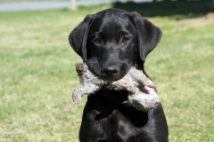 Grelines Polly Link Poteplassen