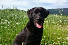 Grelines Polly Link Poteplassen