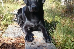 Grelines Polly Link Poteplassen