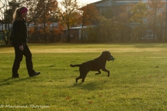 Grelines Polly Link Poteplassen