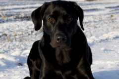 Grelines Polly Link Poteplassen