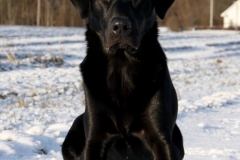 Grelines Polly Link Poteplassen