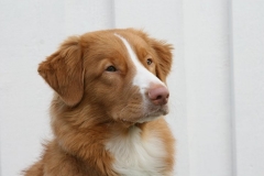 Lauvstuas Oleo Ayrdust Poteplassen