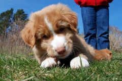 Lauvstuas Oleo Ayrdust Poteplassen