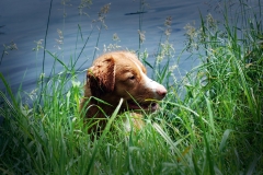 Lauvstuas Oleo Ayrdust Poteplassen