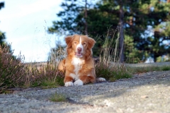 Lauvstuas Oleo Ayrdust Poteplassen