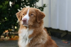 Lauvstuas Oleo Ayrdust Poteplassen