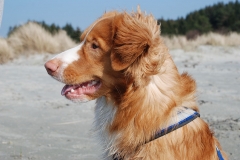 Lauvstuas Oleo Ayrdust Poteplassen