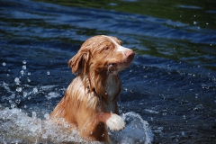 Lauvstuas Oleo Ayrdust Poteplassen