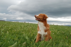 Lauvstuas Oleo Ayrdust Poteplassen