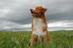 Lauvstuas Oleo Ayrdust Poteplassen